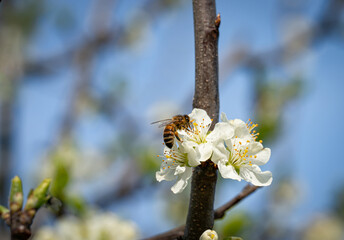 Bienensterben - Biene im Frühling auf einer Obstblüte