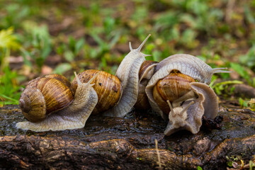 Escargot, edibel snail from Europe. Group of snails in nature.