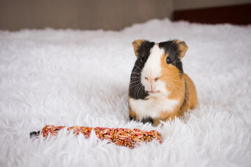 A tricolor guinea pig or Easter bunny on a blue background sits and looks at the camera. There is a place for your text.