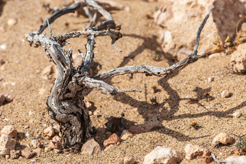 African dried bush of launaea arborescens with its grotesque shadow on sand