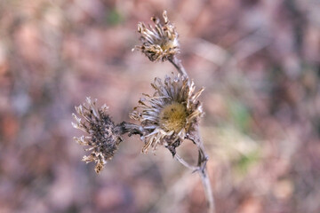 Dry thistle flowers with prickly leaves, closeup.Decorative plant from nature. Bright blurred background.