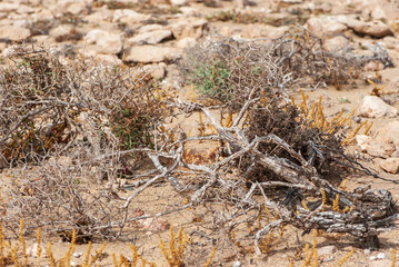 African almost dried bush of launaea arborescens with sharp thorns or spikes in nature park of Jandia