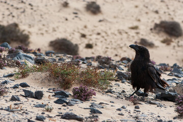 Black raven with blue feathers and black beak on sand background in nature park of Jandia