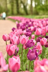 Tulip flowers in a park and people are walking in the background