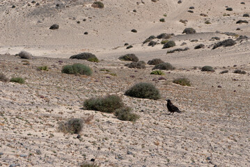 Desert picturesque landscape with yellow send, small busches and hills in nature park of Jandia