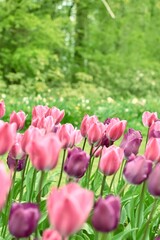 Fields of pink tulips