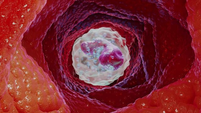Animated Basophil type Leukocyte cell, white blood cells, 3d  render