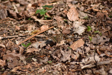 Butterfly hiding on the forest floor in Epping forest.