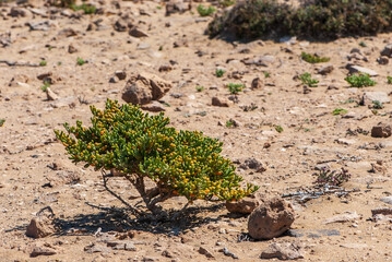 Close-up african bush of green yellow zygophyllum fontanesii with sub-cylindrical or curved leaves in naturpark of Jandia on deserted island Fuerteventura