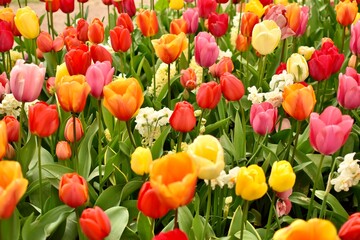 garden with full of colourful tulips