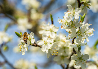 Bienensterben - Biene im Frühling auf einer Obstblüte