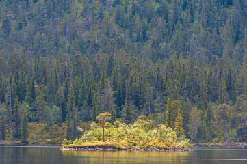 Sunlit island with trees in lake