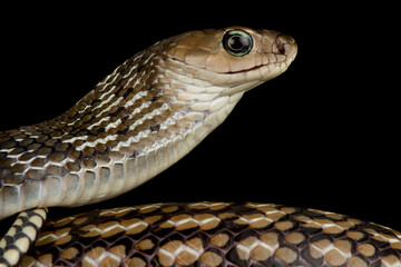 Keeled Rat Snake (Ptyas carinata)