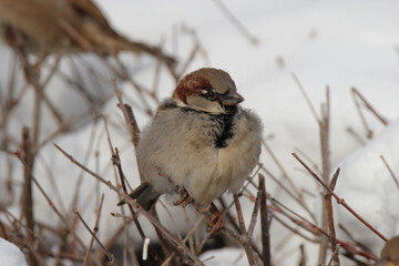 House Sparrows