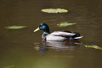 Ducks of various bright colours enjoying the spring time on the lakes of Epping forest.