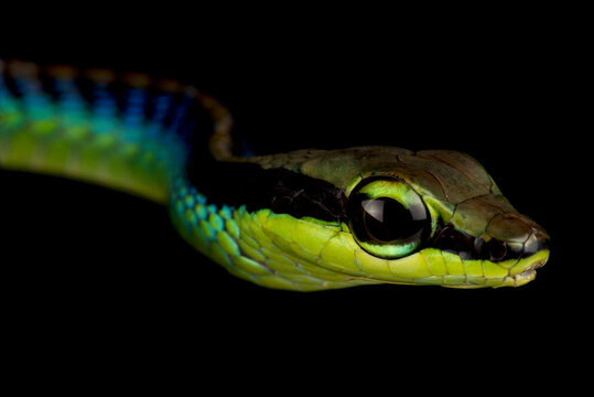 Wall's bronzeback (Dendrelaphis cyanochloris)