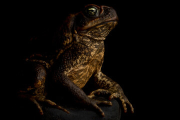 Cane toad (Rhinella marina)