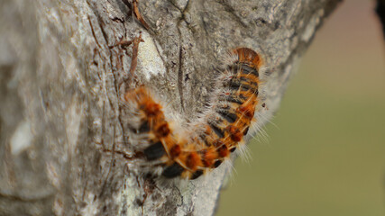 Esta imagen de una procesionaria del pino fue tomada en Cantabria, España
