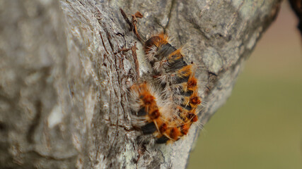 Esta imagen de una procesionaria del pino fue tomada en Cantabria, España