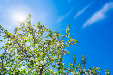 Flowering of the apple tree. Beautiful nature. Orchard. The sun shines through the branches. Blue sky with clouds. Russia, Europe.