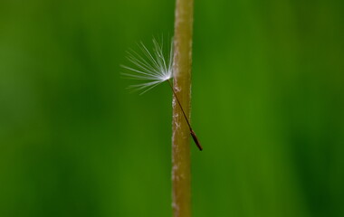 Samen einer Pusteblume an einem Stängel