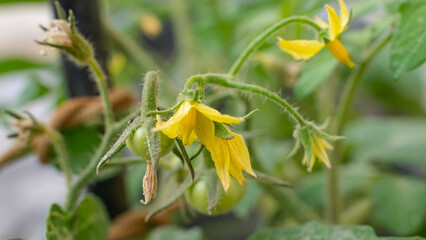 Tomato flowers and baby tomatoes in the plant.