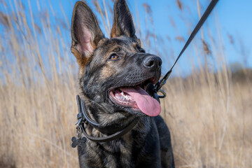A dog portrait of a happy four months old German Shepherd puppy in high, dry grass. Working line breed