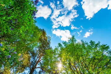 The sky with the tops of trees. View up from ground level. Beautiful nature. Mixed forest. Blue sky with sun and clouds. Russia, Europe.