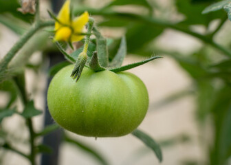 Baby Tomatoes in the plant.