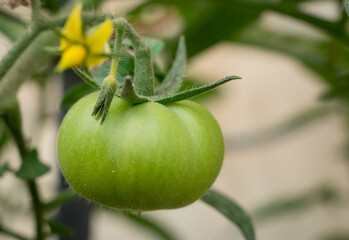 Baby Tomatoes in the plant.