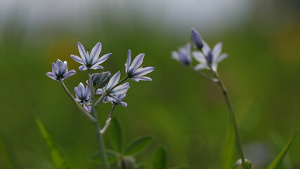 Flor Scilla en Cantabria, España