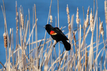 Red Winged Black Bird Calling