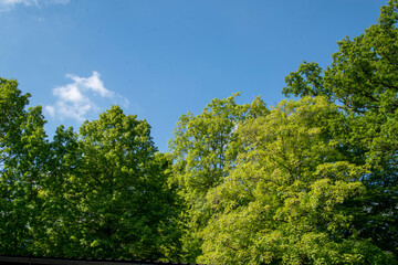 Obraz premium Baumkronen im Frühling mit frischen Blättern vor blauem Himmel.