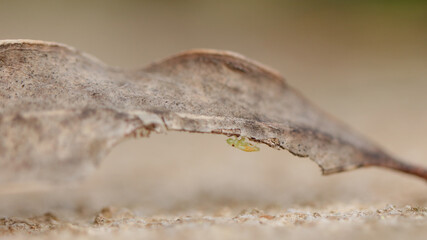 Esta foto de un Saltahojas fue tomada en Cantabria, España