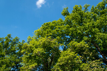 Baumkronen im Frühling mit frischen Blättern vor blauem Himmel.