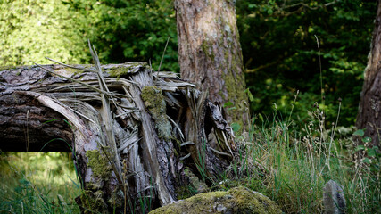 Fototapeta na wymiar Abgebrochener Baum am Baumstumpf mit gesplittertem Holz