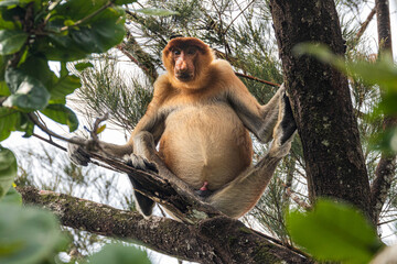 Proboscis Monkey in Borneo, Malaysia, Bako Nationalpark