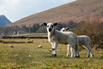 Sheep in Lake District, uk during lambing season © Mariusz