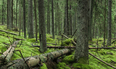 Fallen trees in mossy forest