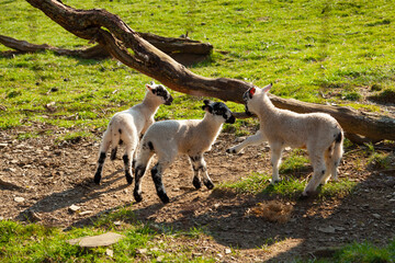 Obraz na płótnie Canvas Sheep in Lake District, uk during lambing season