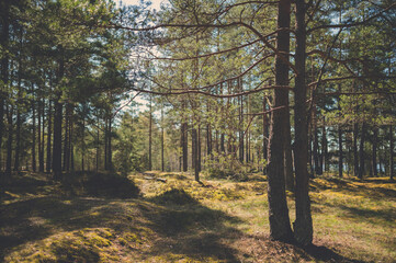 Fototapeta premium Ecological forest with moss. Selective focus on two pines. Vintage film look.