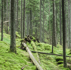 Fallen trees in mossy forest