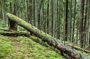 Fallen trees in mossy forest