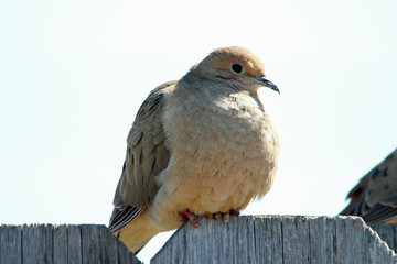 Morning Dove on the Fence
