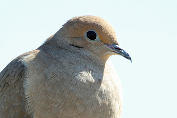 Morning Dove on the Fence