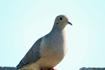 Morning Dove on the Fence