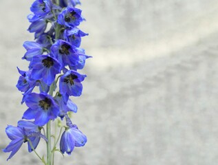 Czarująca ostrózka ogrodowa bylina w żywym niebiesko fioletowym kolorze z czarnym oczkiem na jasnym tle. - obrazy, fototapety, plakaty