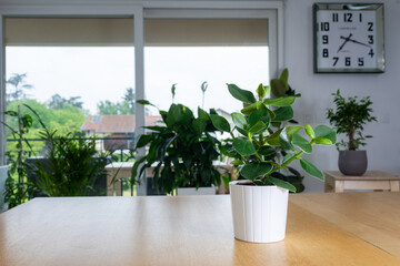Clusia rosea ( autograph tree) on wooden table. Nice and modern space of home interior. Cozy home decor. Home garden.