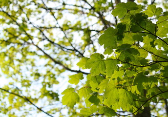 Sunshine-backlit green leaves on a tree in the woods, with more branches and foliage in the background. Looking up into the emerging canopy in spring. Copy space to the left.
