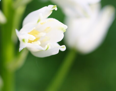 Macro close-up of white bell-shaped flowers growing in woodland in late spring, probably white Spanish bluebells (Hyacinthoides Hispanica)